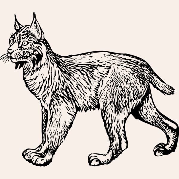 BOBCAT01 Thumbnail