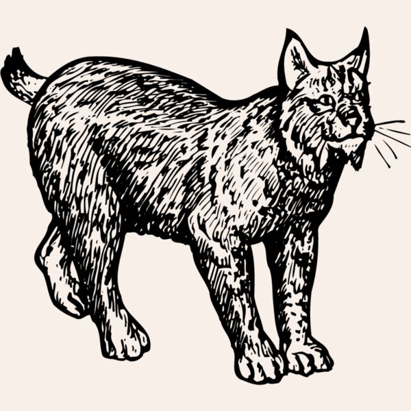 BOBCAT02 Thumbnail
