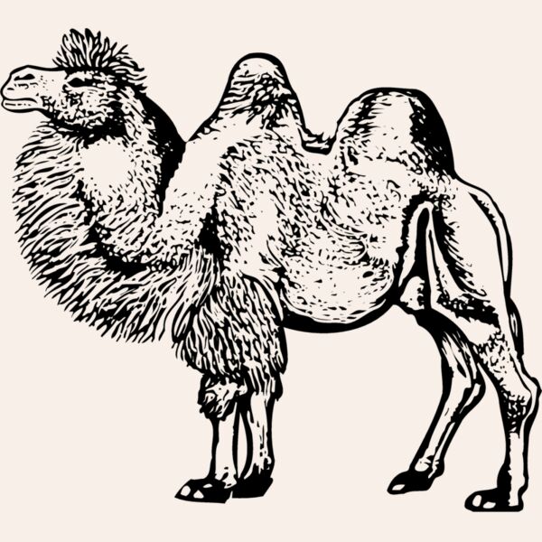 CAMEL003 Thumbnail