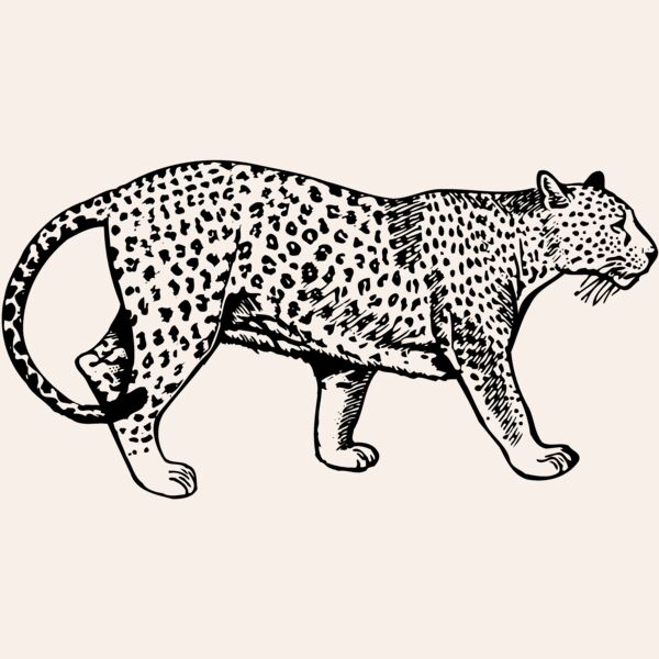 LEOPARD1 Thumbnail