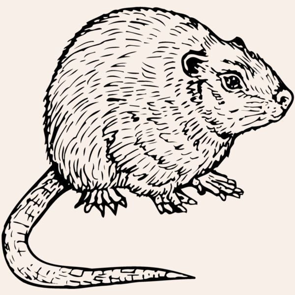MOUSE002 Thumbnail