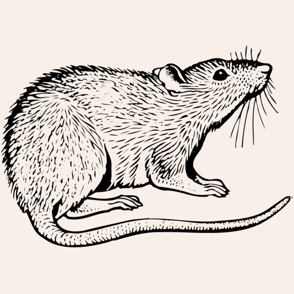 MOUSE003 Thumbnail
