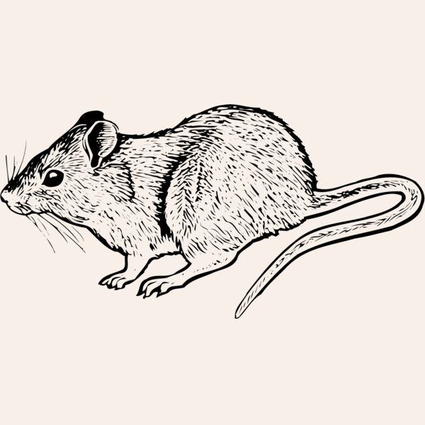 MOUSE004 Thumbnail