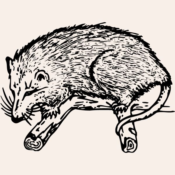 POSSUM01 Thumbnail