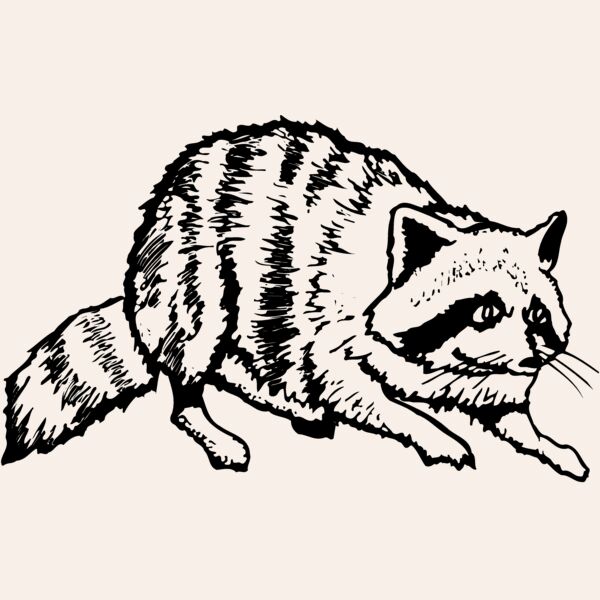 COON001 Thumbnail