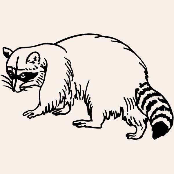 COON003 Thumbnail