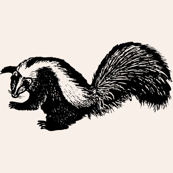 SKUNK002 Thumbnail