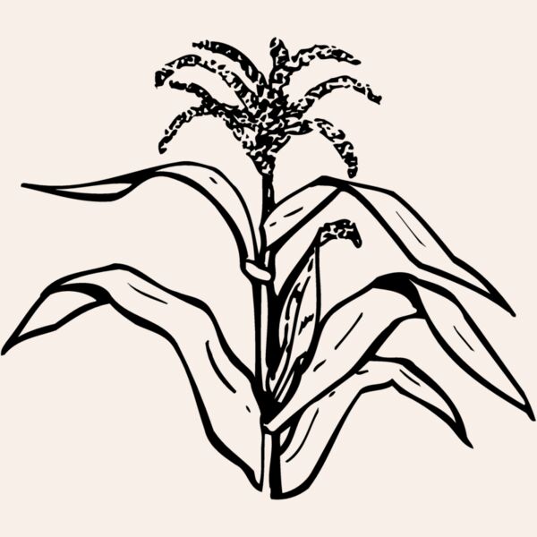 GRAIN002 Thumbnail