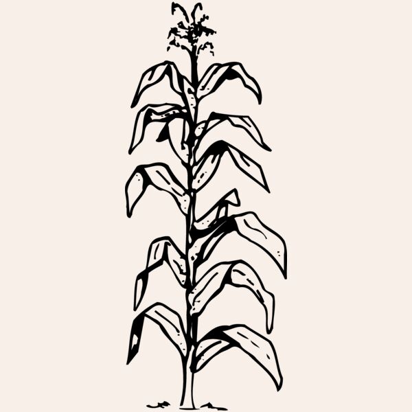 GRAIN006 Thumbnail