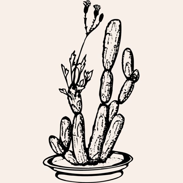 CACTUS08 Thumbnail