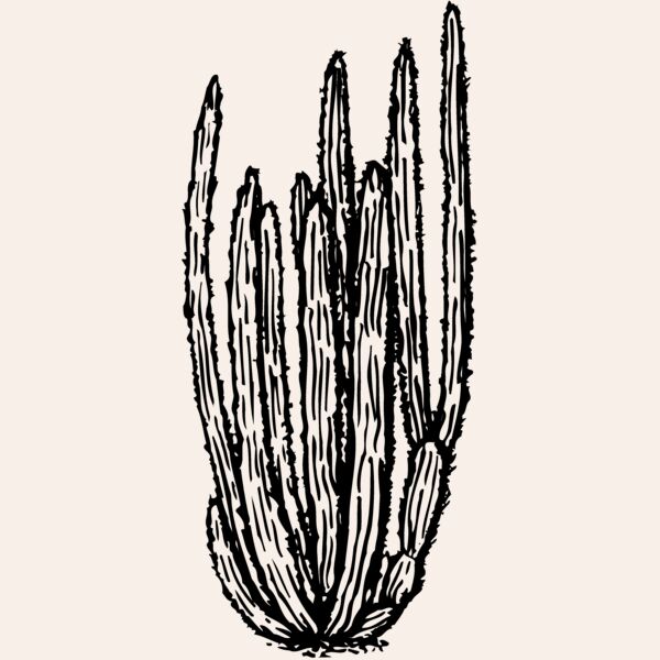 CACTUS10 Thumbnail