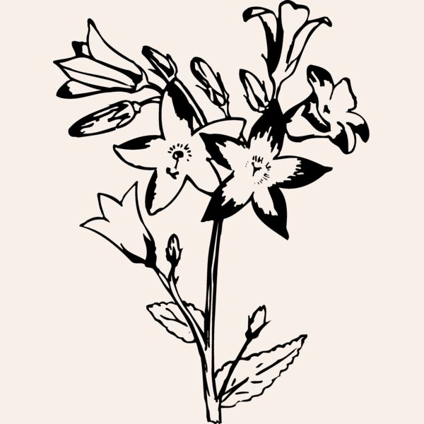 FLOWER25 Thumbnail